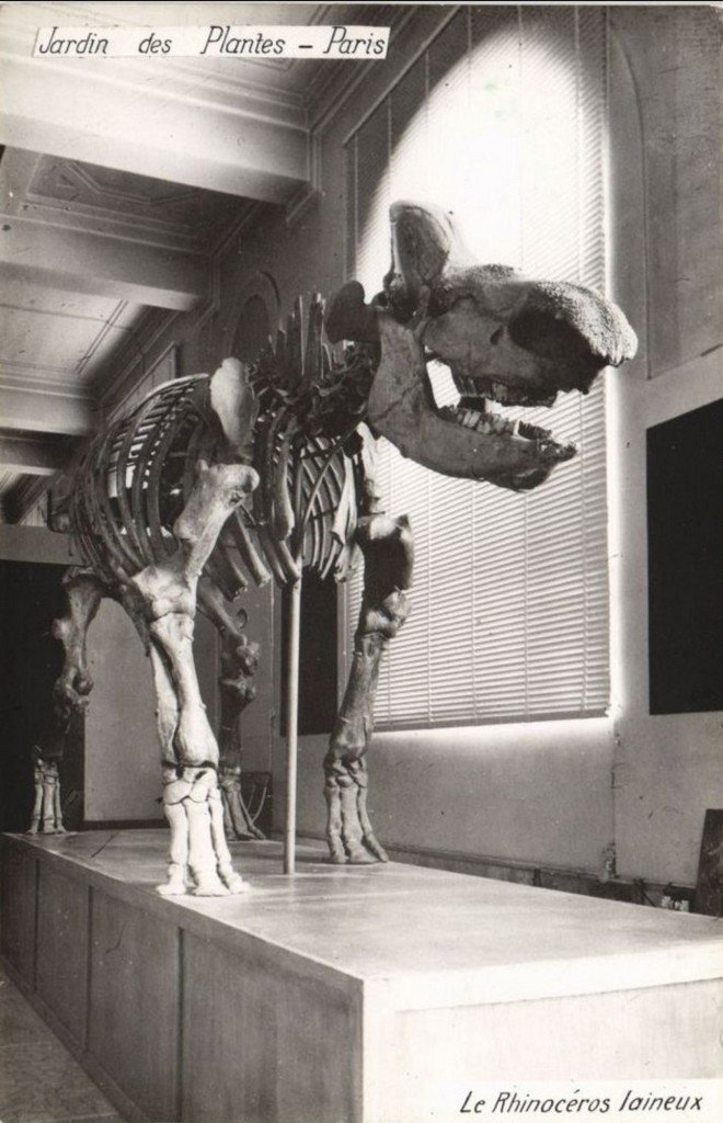 Paris J des P Le Rhinocéros laineux.jpg
