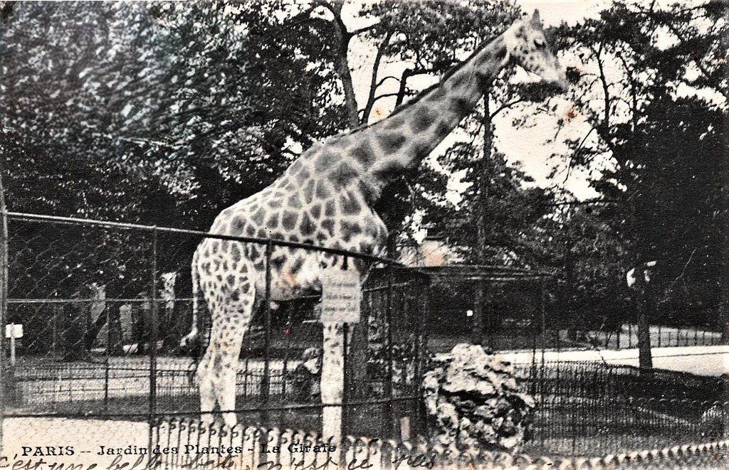 Paris J des P.La Girafe.jpg