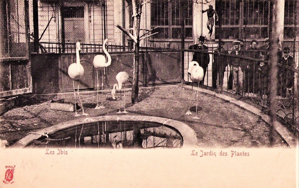 Paris J. des P Les Ibis.jpg