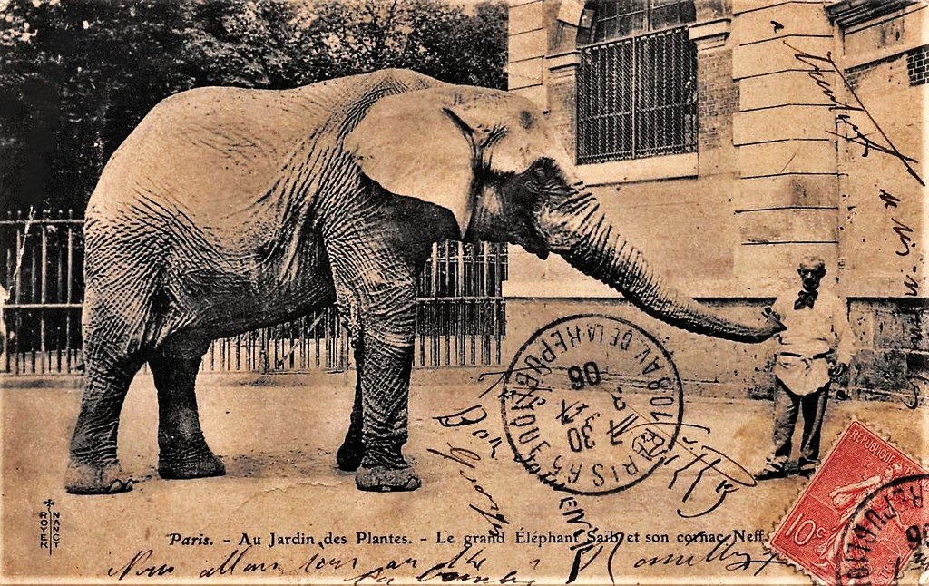Paris J. des P. Le Grand Elphant Saïd..jpg