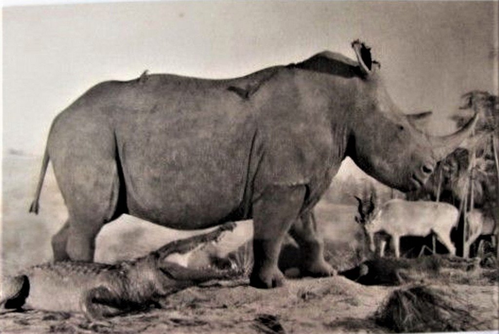 Paris - J; des P.Divers animaux.jpg