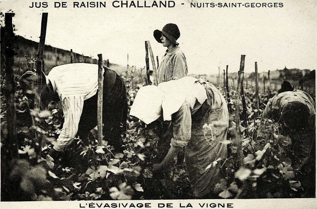 Nuits Saint-Georges 21..jpg