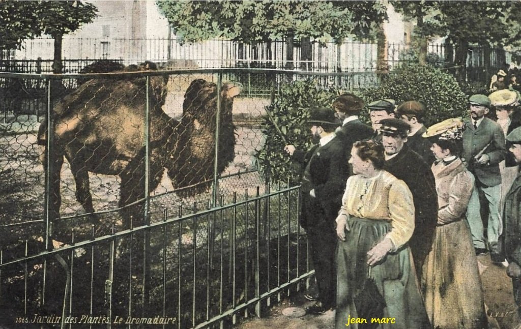 Jardin des Plantes - Le Dromadaire.jpg