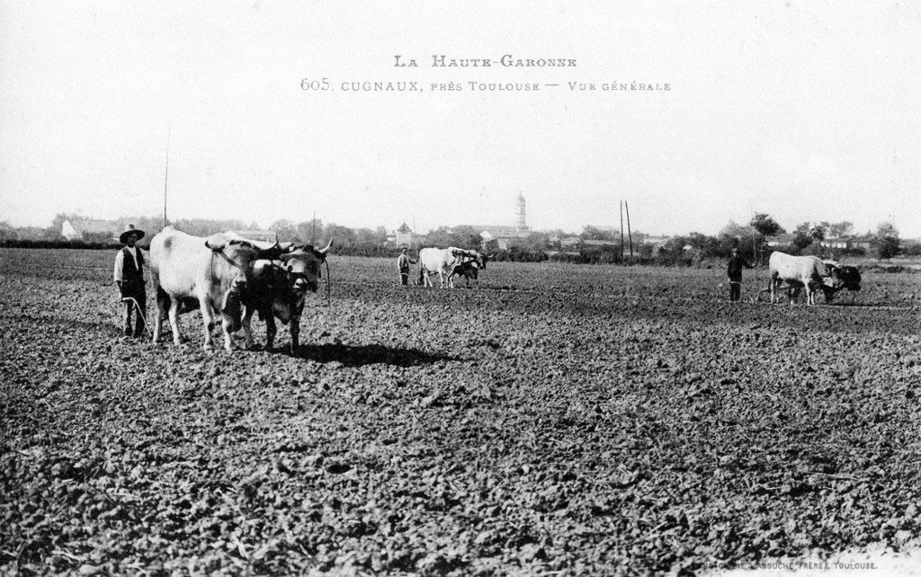 A Attelage boeufs Cugnaux 604.jpg