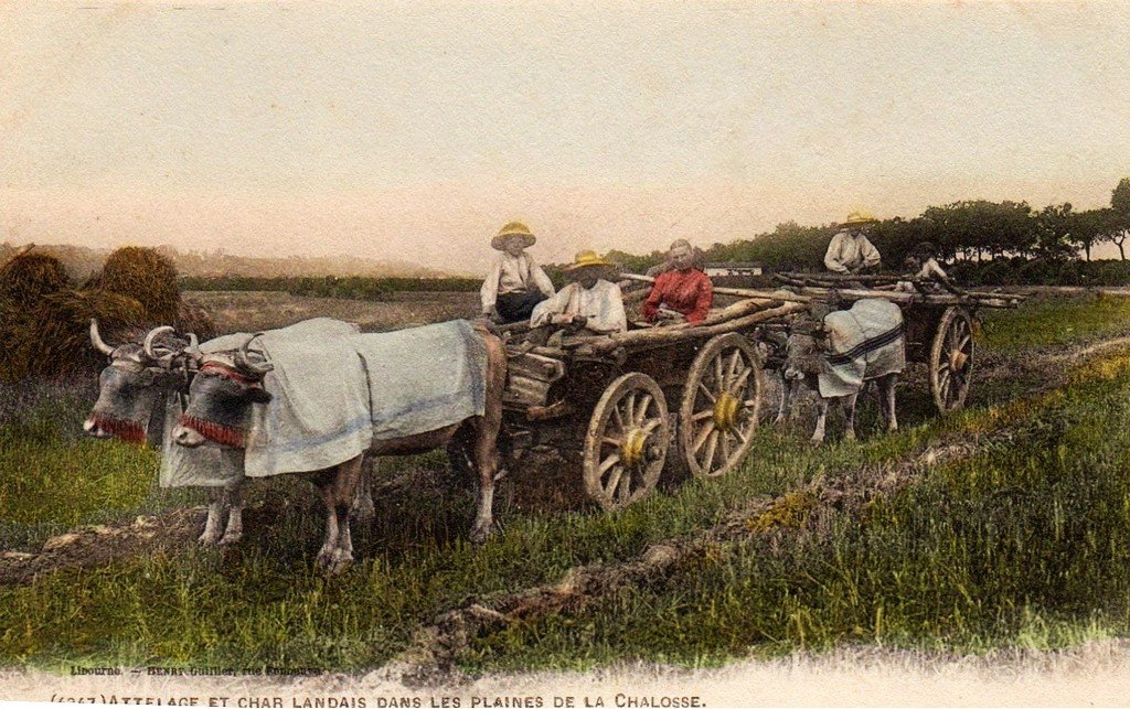 A Attelage Montfort en Chalosse (4047).jpg