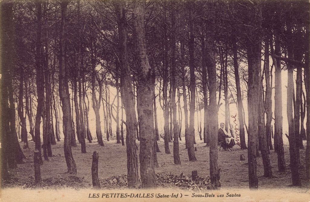 76 - LES PETITES DALLES - 2 - Sous-Bois des Sapins - S1 Photo Edit. Jaouen - 15-08-26.jpg