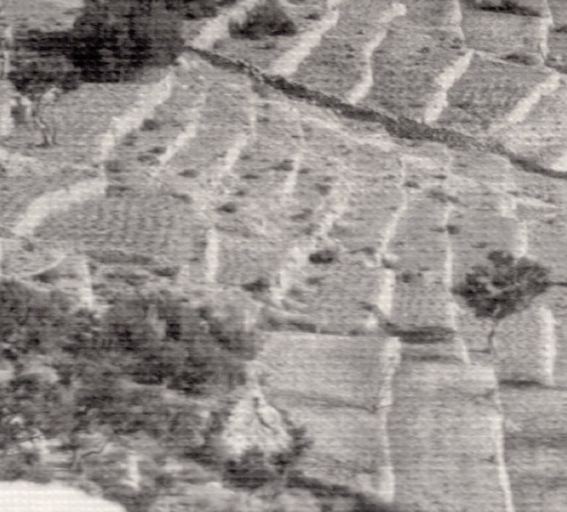 Culture en terrasses detail2 .JPG
