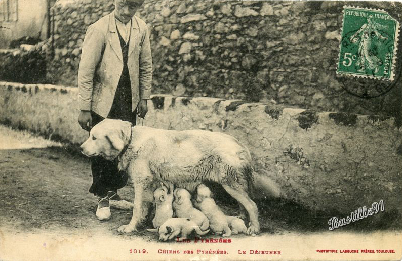 chiens des pyrénées.jpg