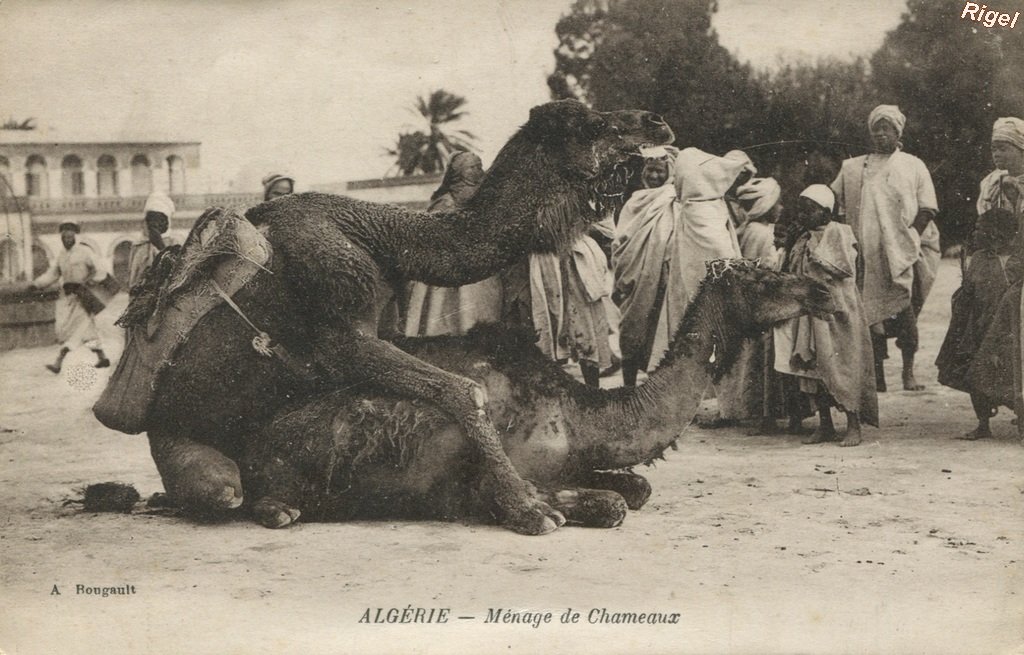 99-Algérie - Ménage de Chameaux - A Rougault.jpg