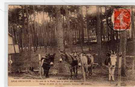 Arcachon les anes.jpg