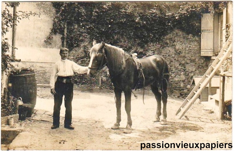 Cheval retouché [800].JPG