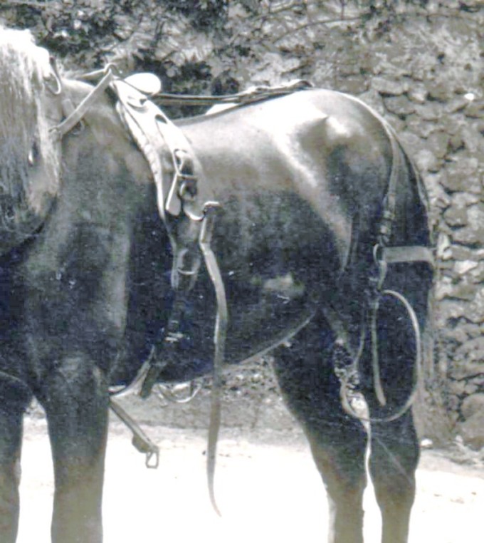 Chevail détail 2 [800].JPG
