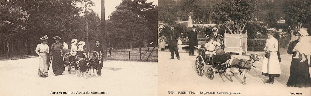 Jardin d'acclimatation, voiture traînée par des chèvres (cliché Babs, Cparama) - Jardin du Luxembourg, attelage de chèvres (cliche Jean-Marc).jpg