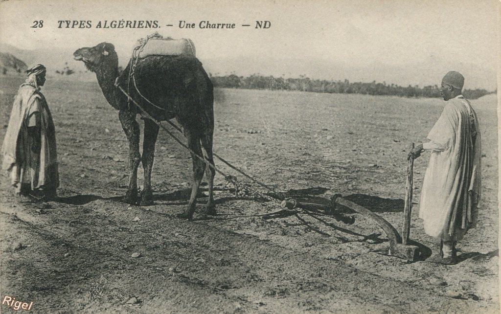 99-Algérie - Types Algériens - Une Charrue - 28 ND.jpg