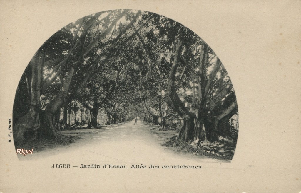 99-Alg - Alger - Jardin d'Essai - Allée des Caoutchoucs - BF Paris.jpg