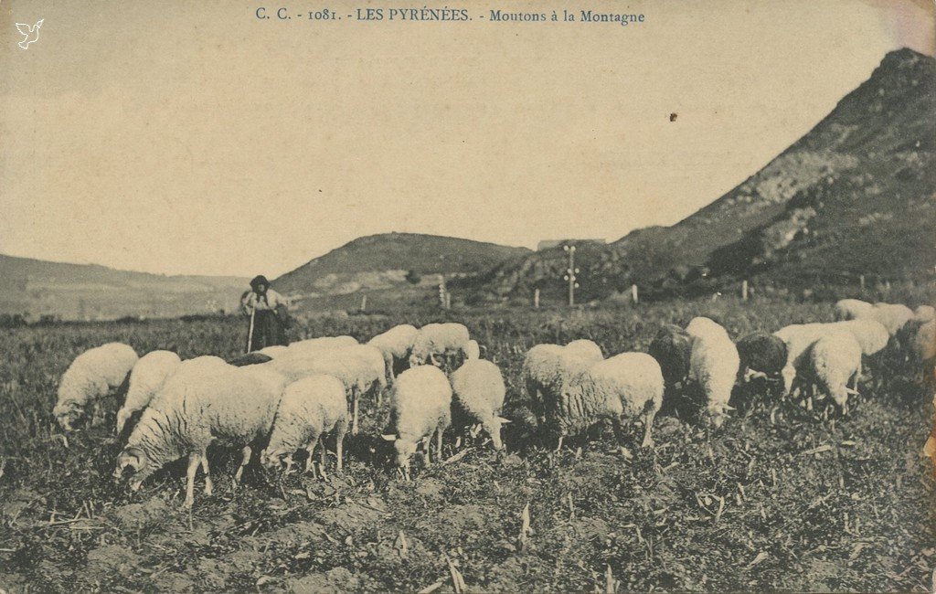 Z - CC - 1081 - PYRENEES - Moutons à la Montagne.jpg