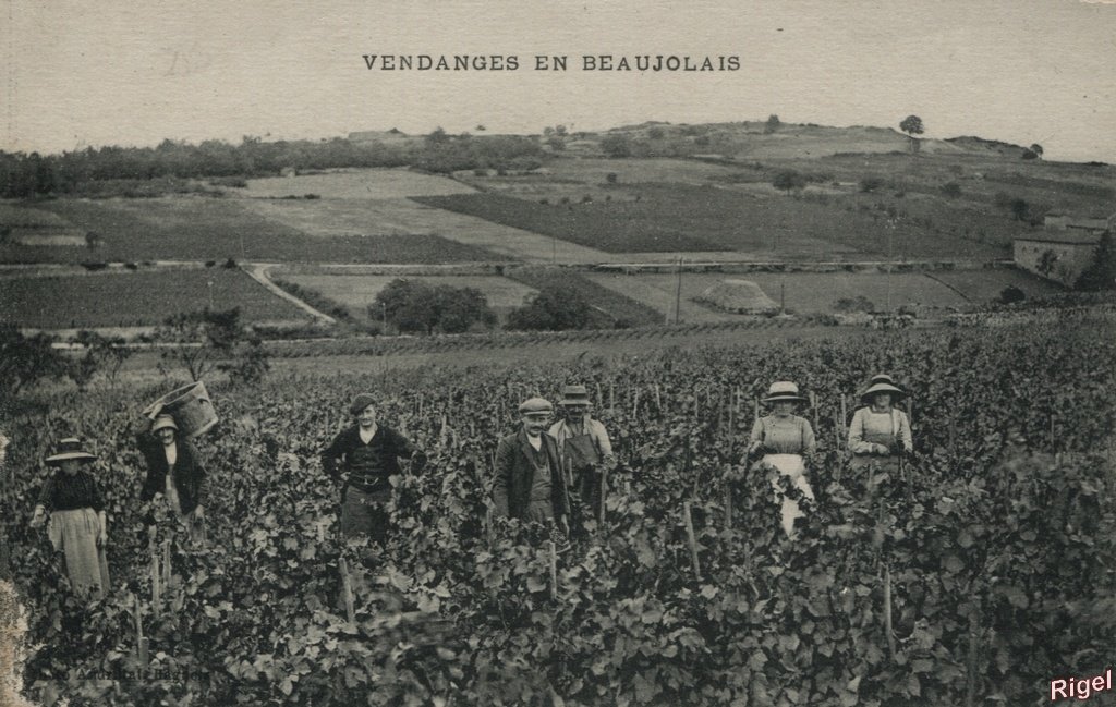 69-Vendanges en Beaujolais.jpg