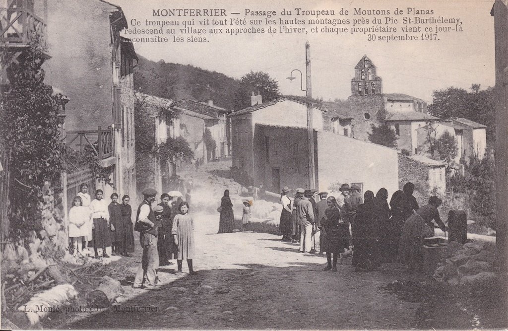 Montferrier - Passage du Troupeau de Moutons du Planas.jpg