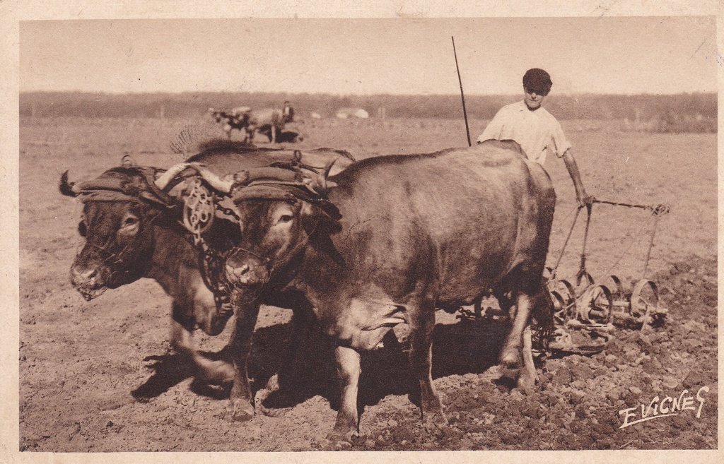 En Guyenne-Gascogne - Attelage de boeufs.jpg