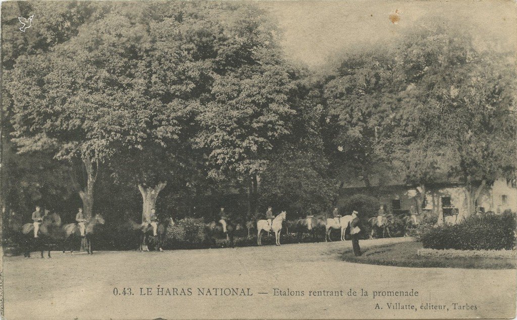 Z - 0.43 - Haras - Etalons rentrant de la Promenade.jpg