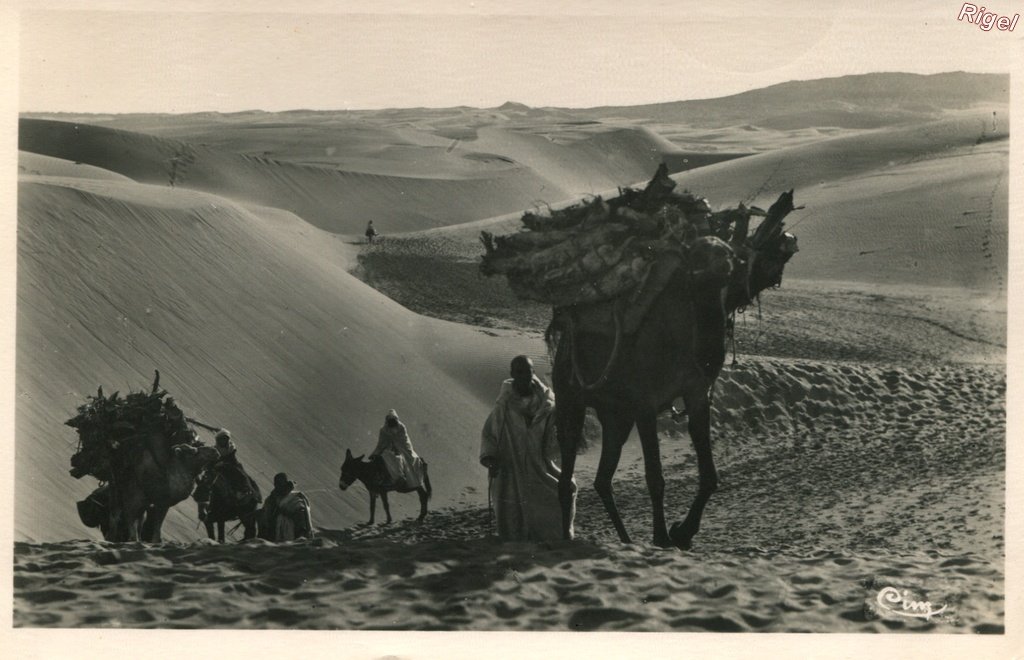 99-Maroc - Mogador_Maroc_ Transport de bois dans les Dunes à Mogador - Cim.jpg