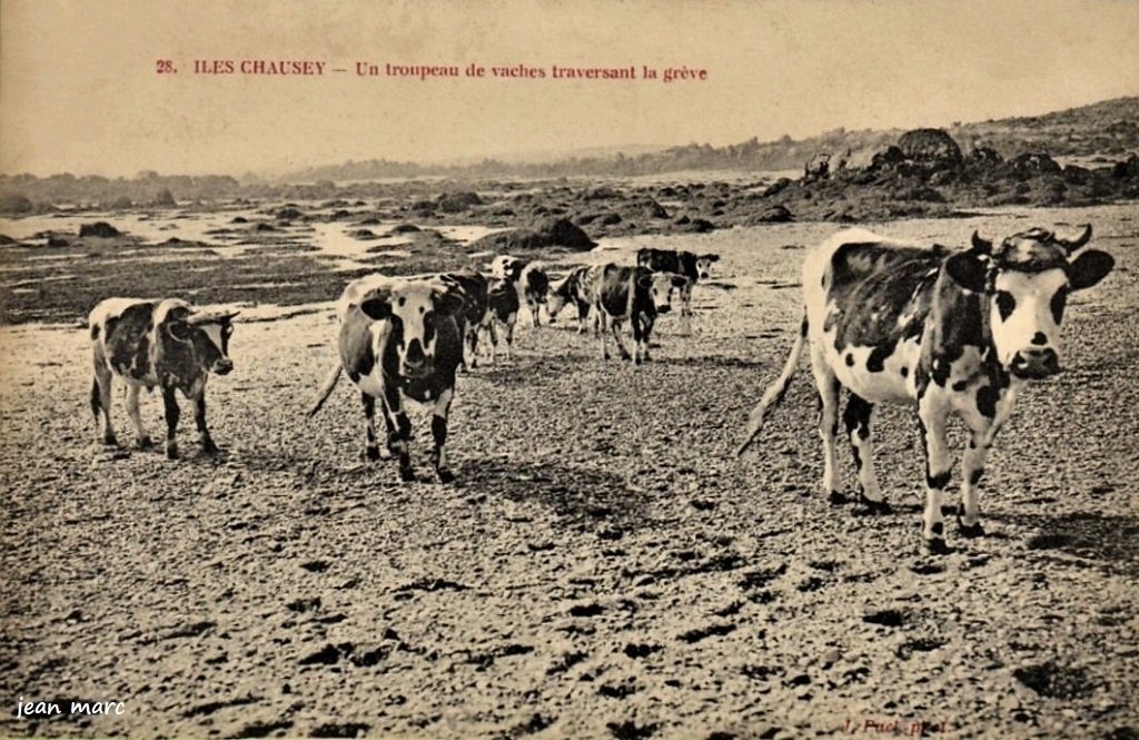 Iles Chausey - Un troupeau de vaches traversant la grève (J. Puel phot.).jpg