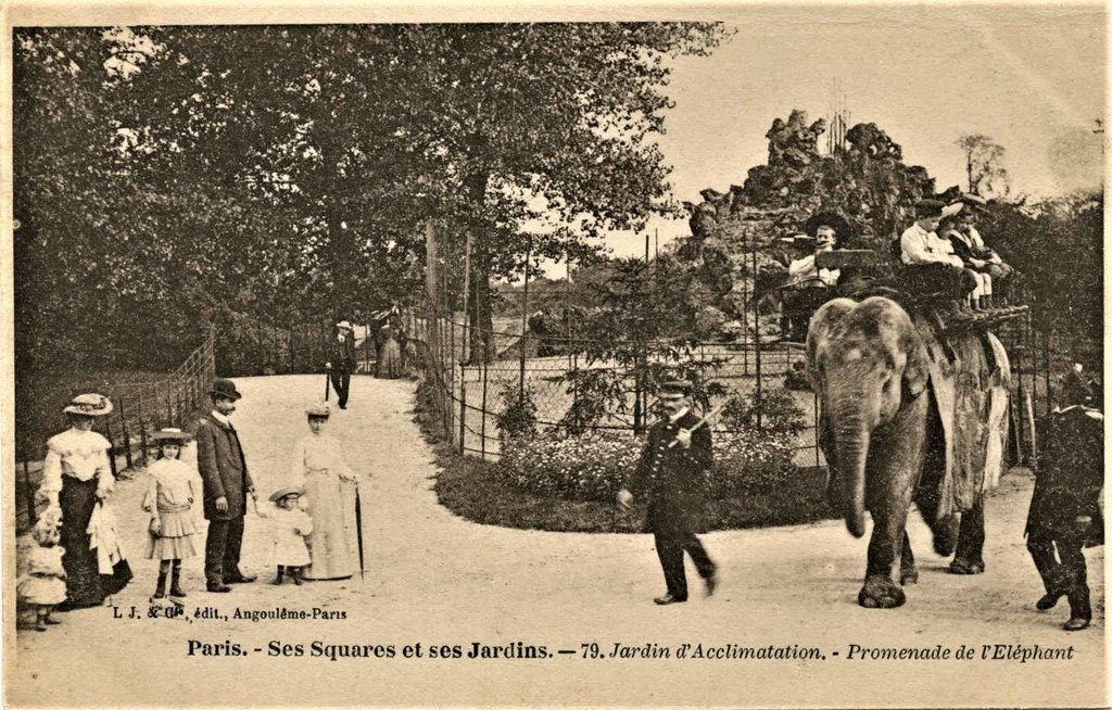 Elephant JM 8-12-22.jpg