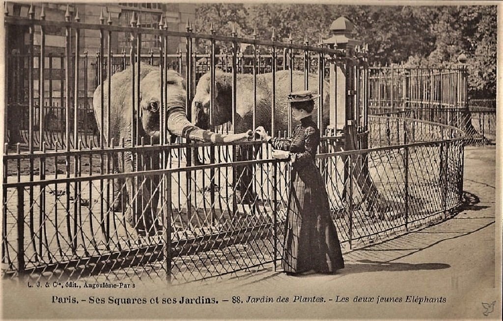 PARIS-jardin-Plantes-e-le-phants JM 3-02-23.jpg