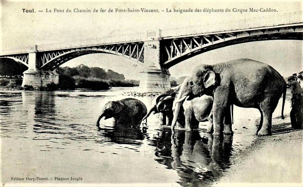 Eléphants-Toul 5.jpg