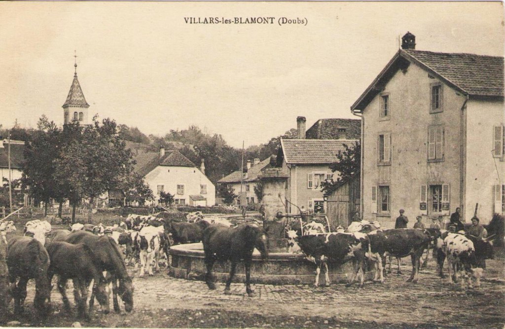 Bivins et chevaux à l'abreuvoir de Villars-les-Blamont (Doubs) 3-06-2023 Mptbh.jpg