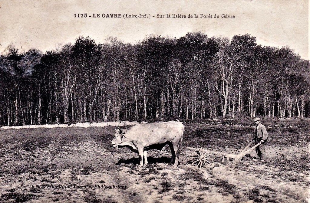 Bovin Le Gavre 1175..jpg