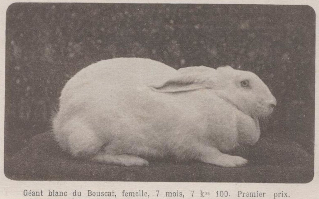 Lapin.jpg