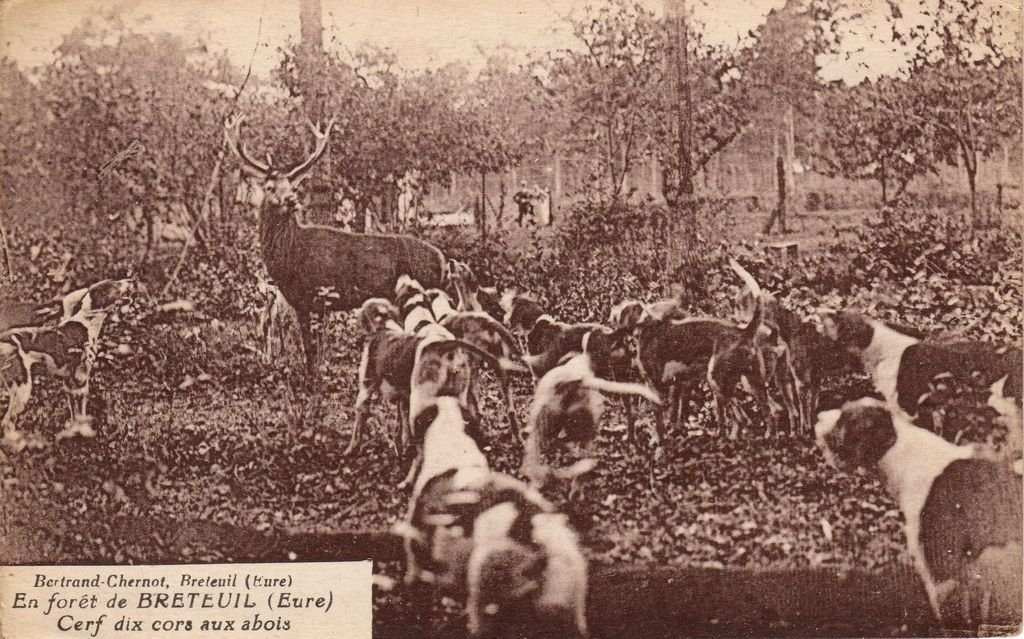 27 - BRETEUIL  - Chasse à Courre en Forêt de Breteuil (Eure) - Cerf dix cors aux abois - Bertrand -Chernot - 28-02-24.jpg