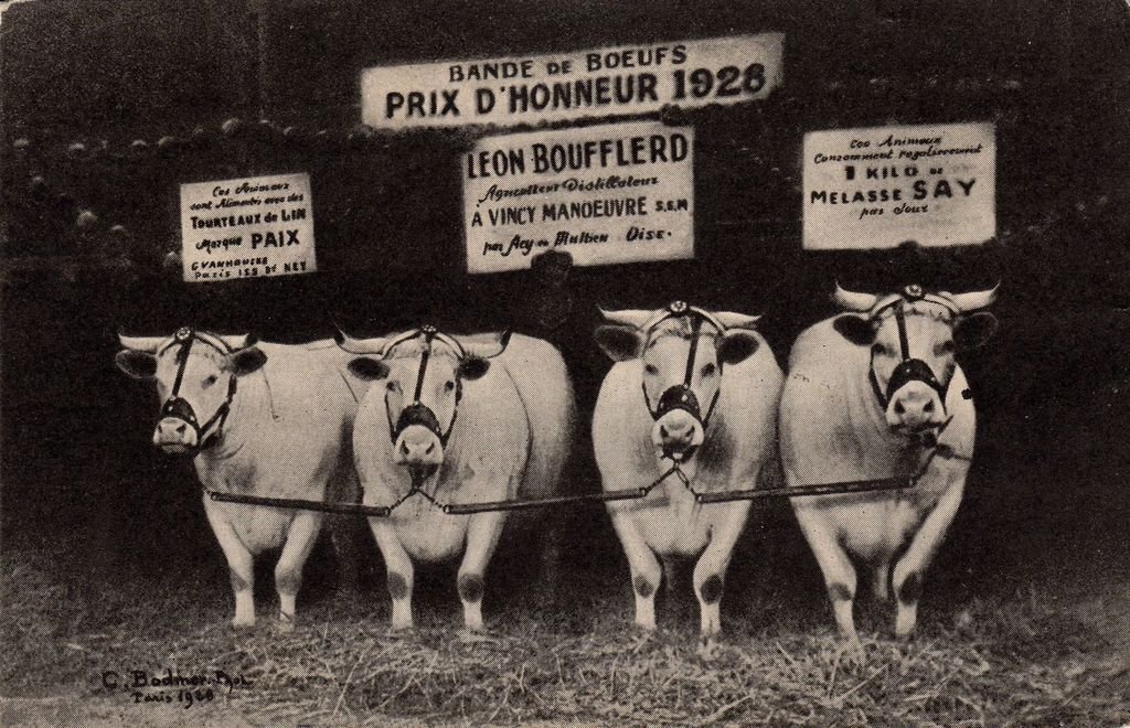 77 - VINCY-MANOEUVRE - M. Léon Boufflerd - Boeufs Charollais Prix d'Honneur 1928 au  CGA de Paris - ENP - 25-04-24.jpg