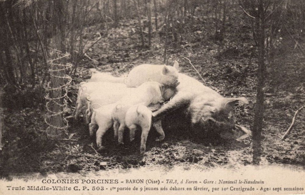 BARON - Colonies Porcines - Truie Middle-White -1re portée de 9 jeunes - ENP -  24-03-24.jpg