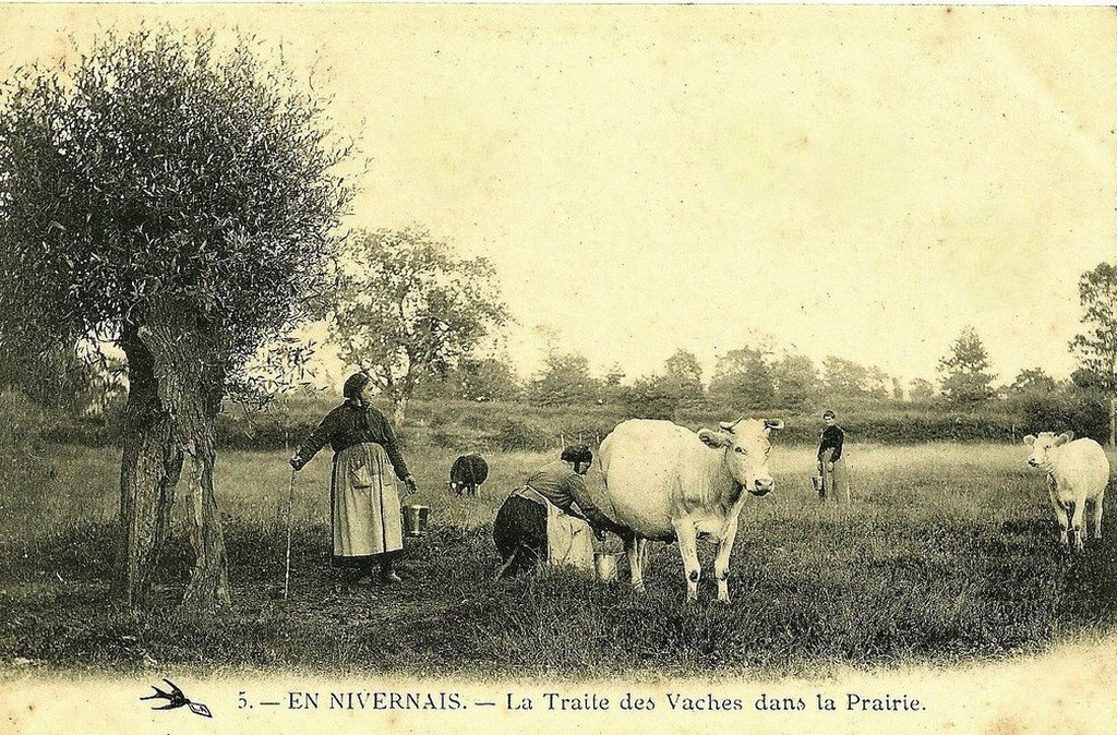 Bovins Nivernais 5.jpg