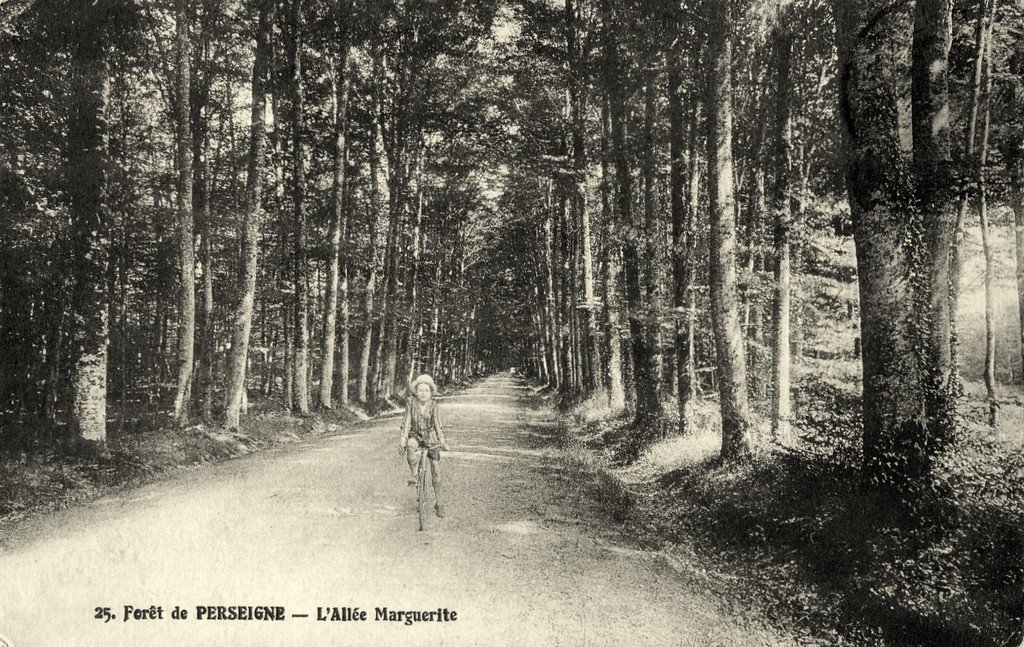 Perseigne (Forêt).jpg