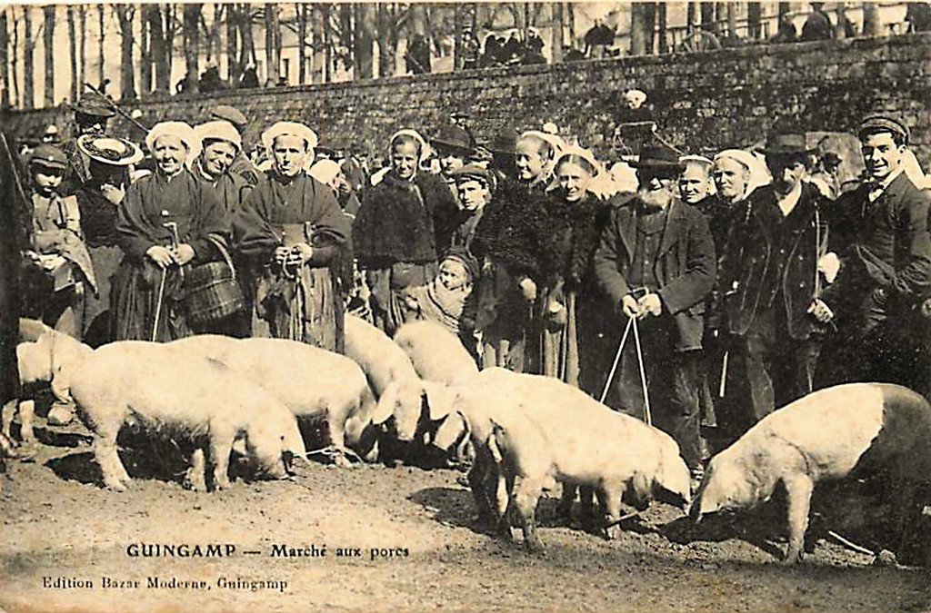 Cochon Guingamp (4) B.M..jpg