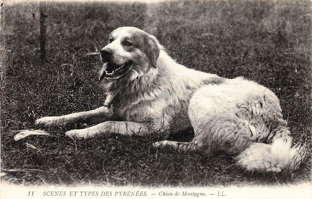 Chien (11).jpg