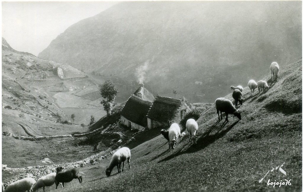 Pyrénées-Paturages.jpg