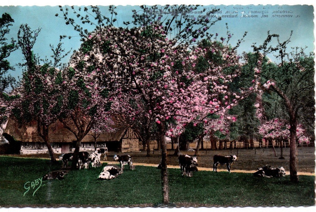 Bovins-Normandie.jpg
