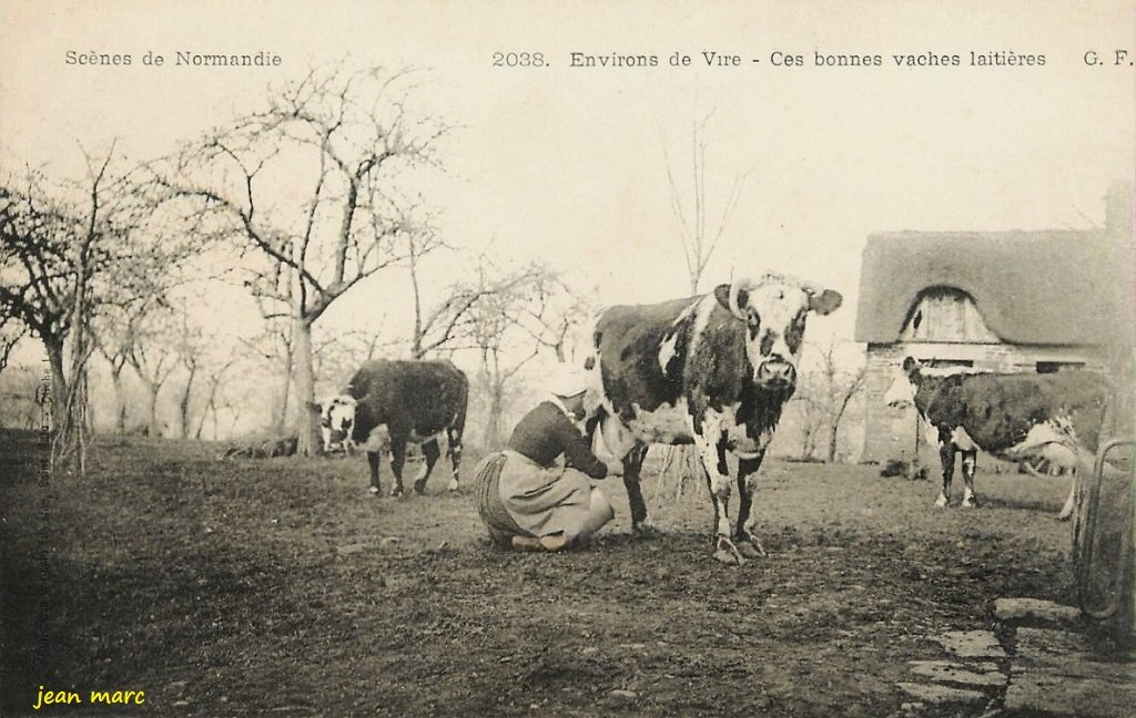 Environs de Vire - Ces bonnes vaches laitières.jpg