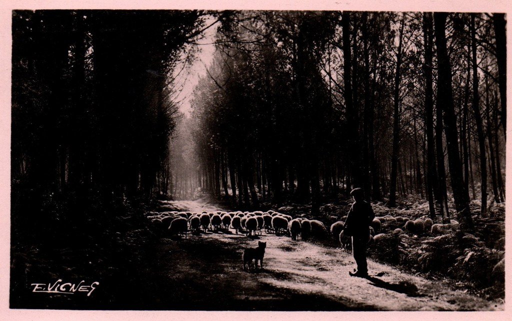 Au Pays Gascon 61 Vignes.jpg