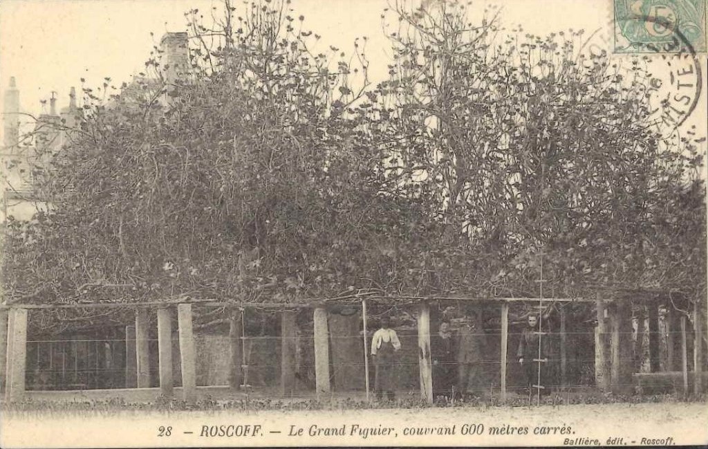 28 - Roscoff - Le grand figuier, couvrant 600 mètres carrés.jpg