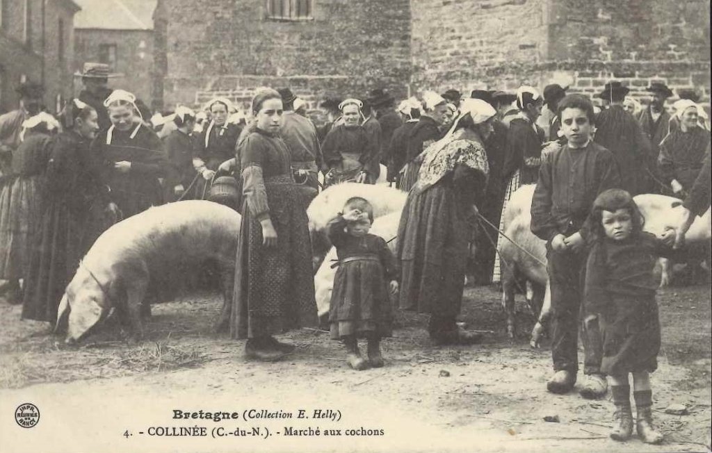 Cochons - Bzh35.jpg