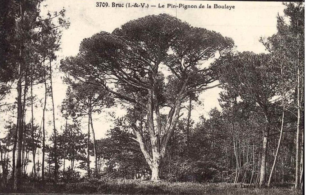 3709 - Bruc - Le pin pignon de la Boulaye.jpg