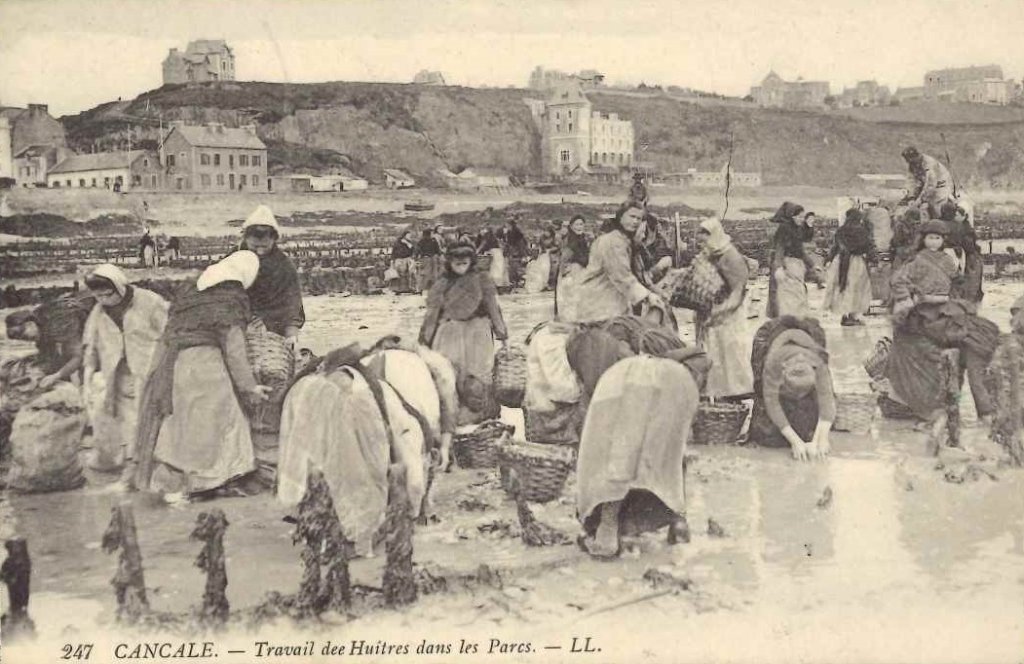 247 - Cancale - Travail des huitres dans les parcs.jpg