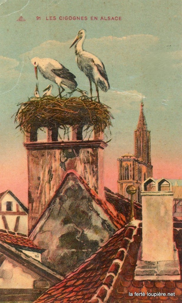 Oiseaux.jpg