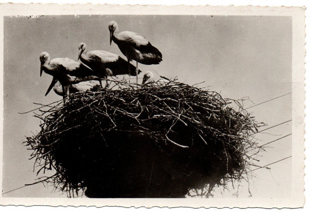 Oiseaux-Cigognes 661  Luib.jpg
