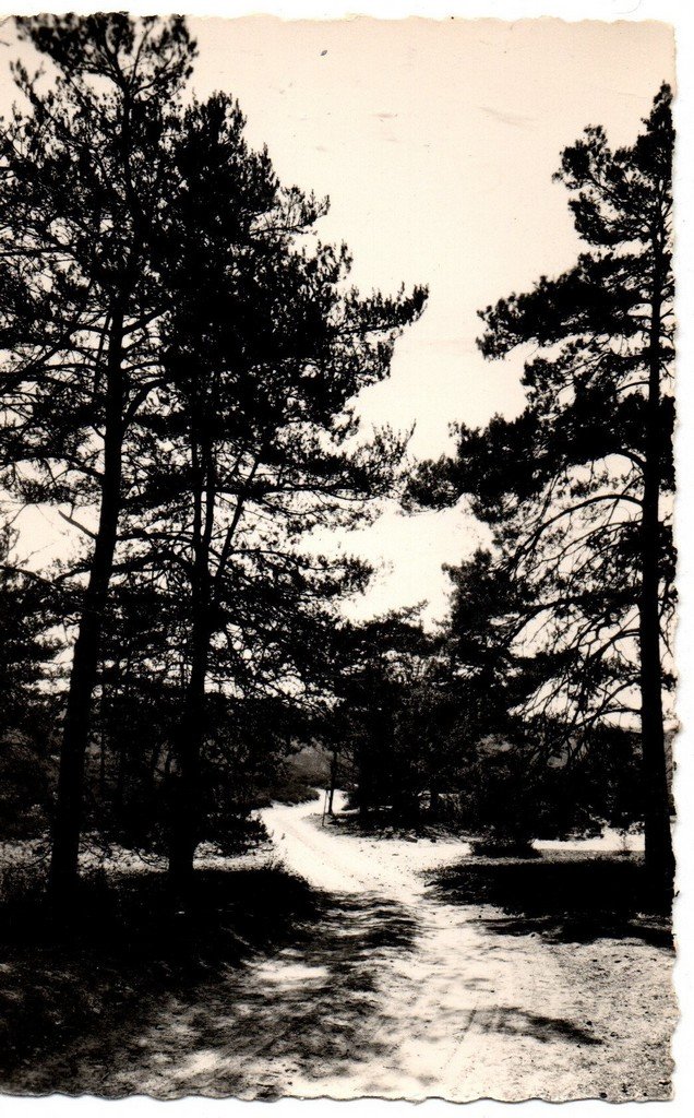 Milly-la-Forêt 45 Rameau.jpg